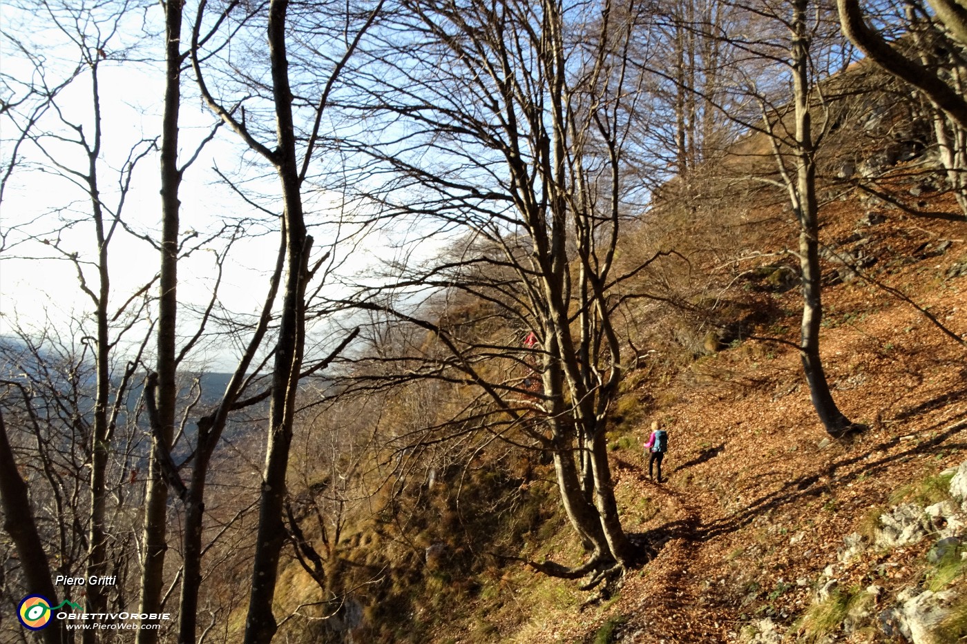 88 Nel bosco di prevalente faggeta.JPG